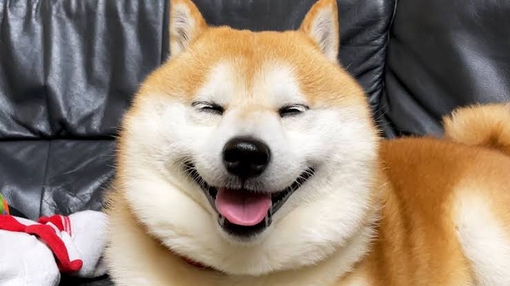 癒し系You Tubeチャンネル