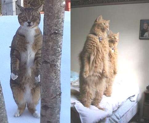 こんろ着火、犬猫が原因？　火災2件でパロマ調査