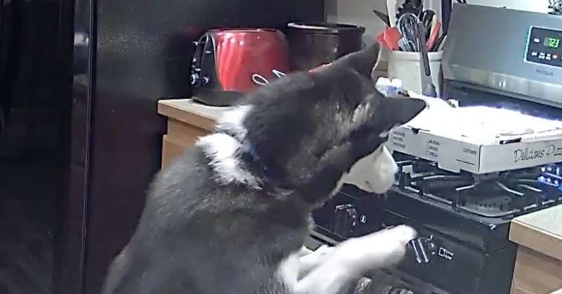 こんろ着火、犬猫が原因？　火災2件でパロマ調査