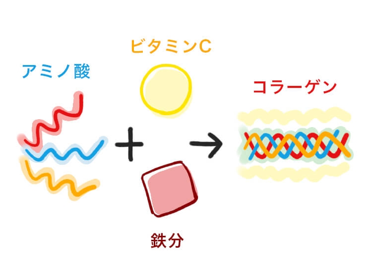肌の弾力がほしい