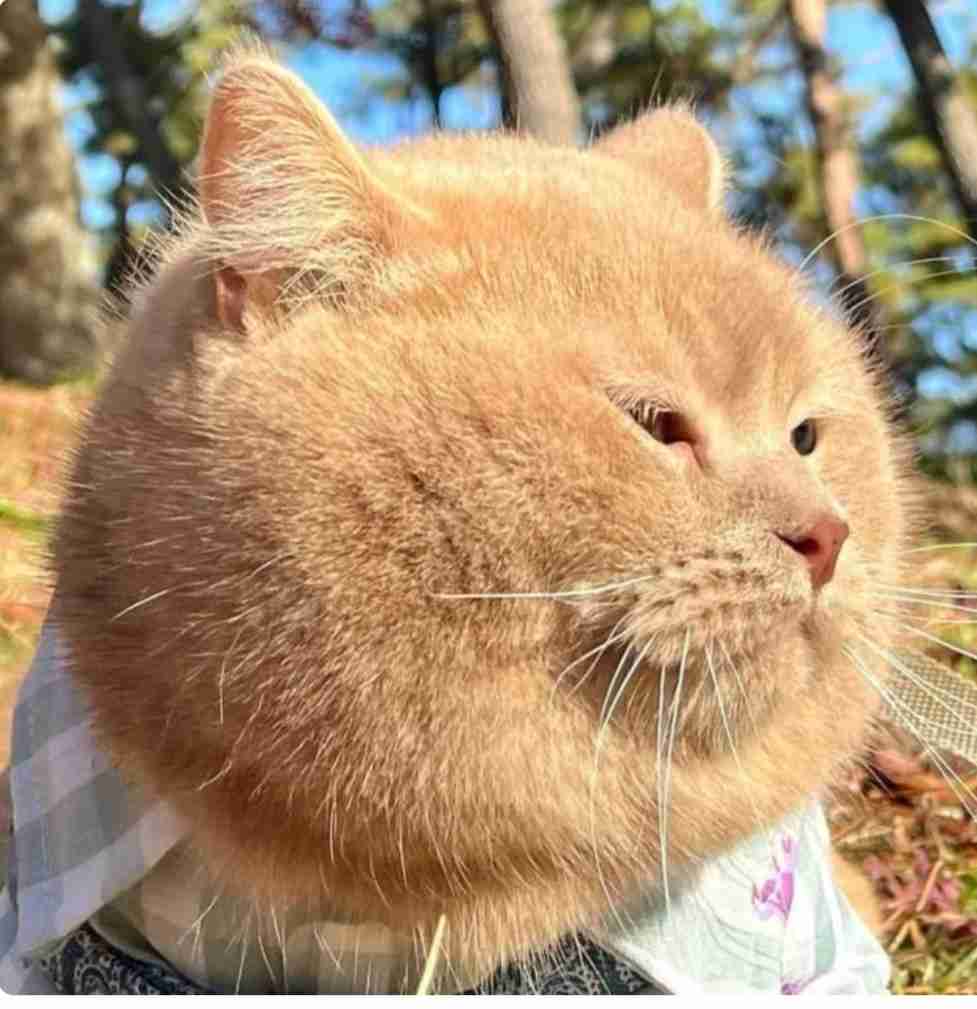 【デブ限定】デブだけどって前置きして会話するトピ
