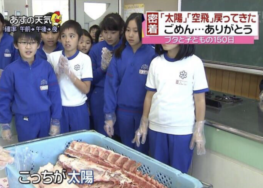 「自然界からの復讐」食肉処理場の従業員、豚に地面に叩きつけられて死亡（香港）