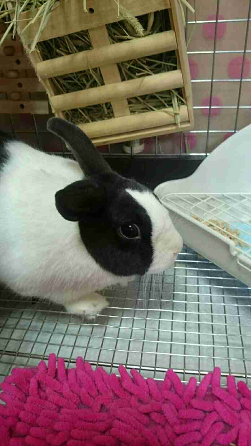 ウサギにニンジンやめた動物園　その理由は？