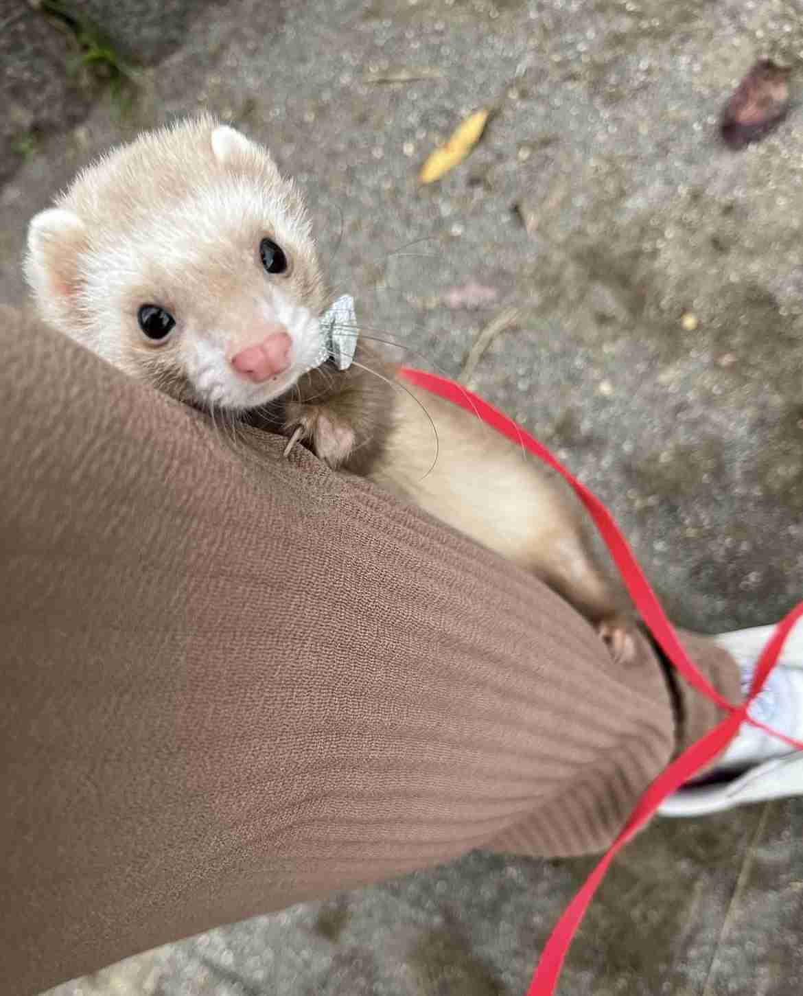 ウィッグでお洒落してる人