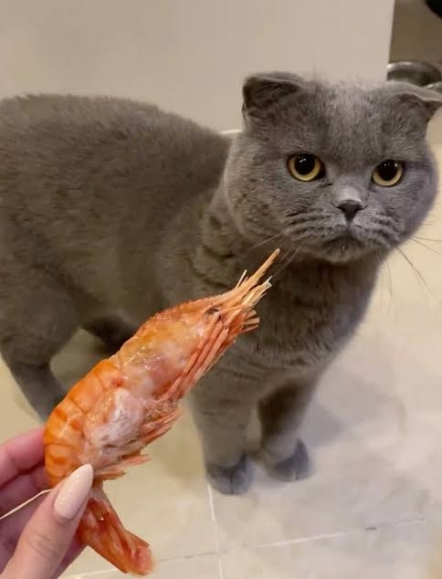🐱愛猫家になったきっかけ