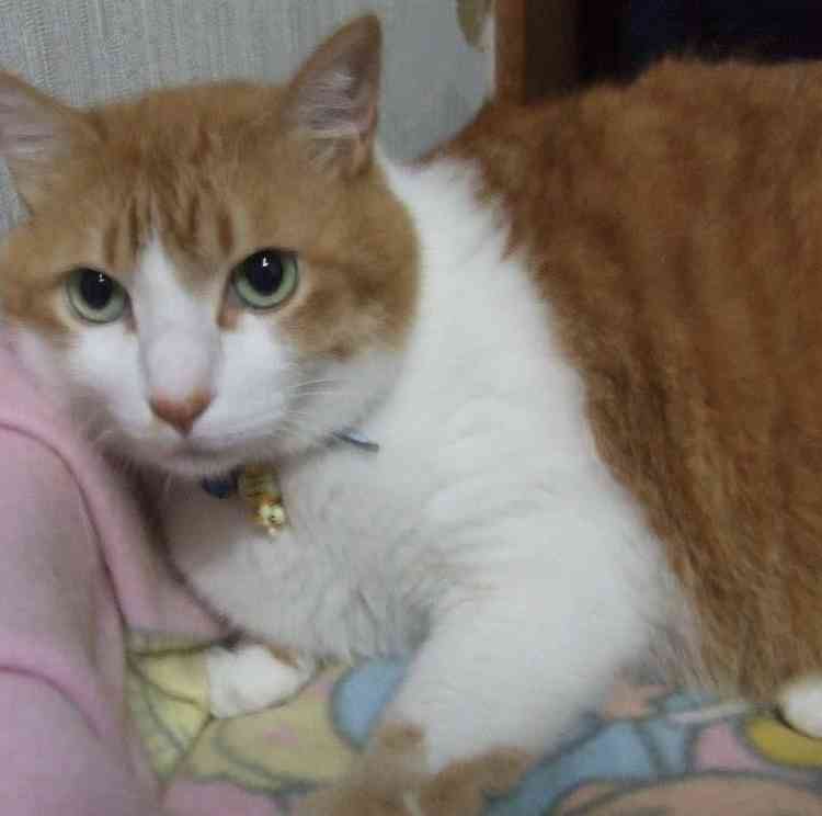🐱愛猫家になったきっかけ