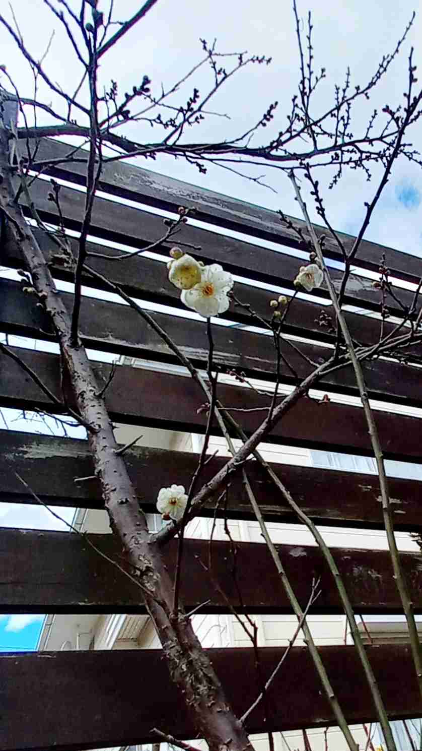 【ガーデニング】ガルちゃん園芸部【花・植物】part.20