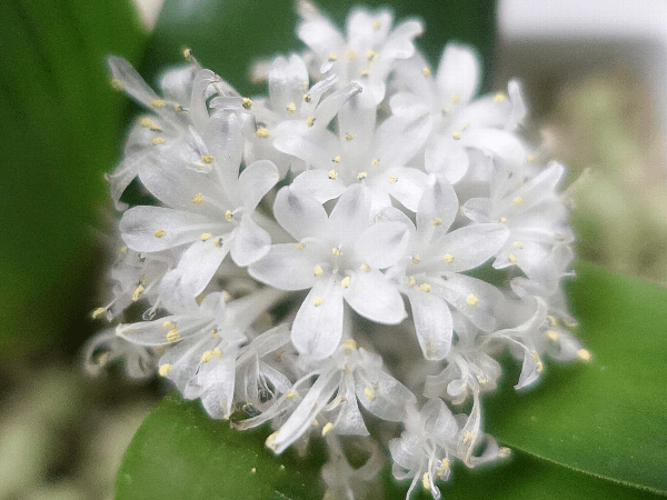 【ガーデニング】ガルちゃん園芸部【花・植物】part.20