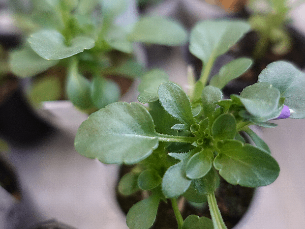 【ガーデニング】ガルちゃん園芸部【花・植物】part.20