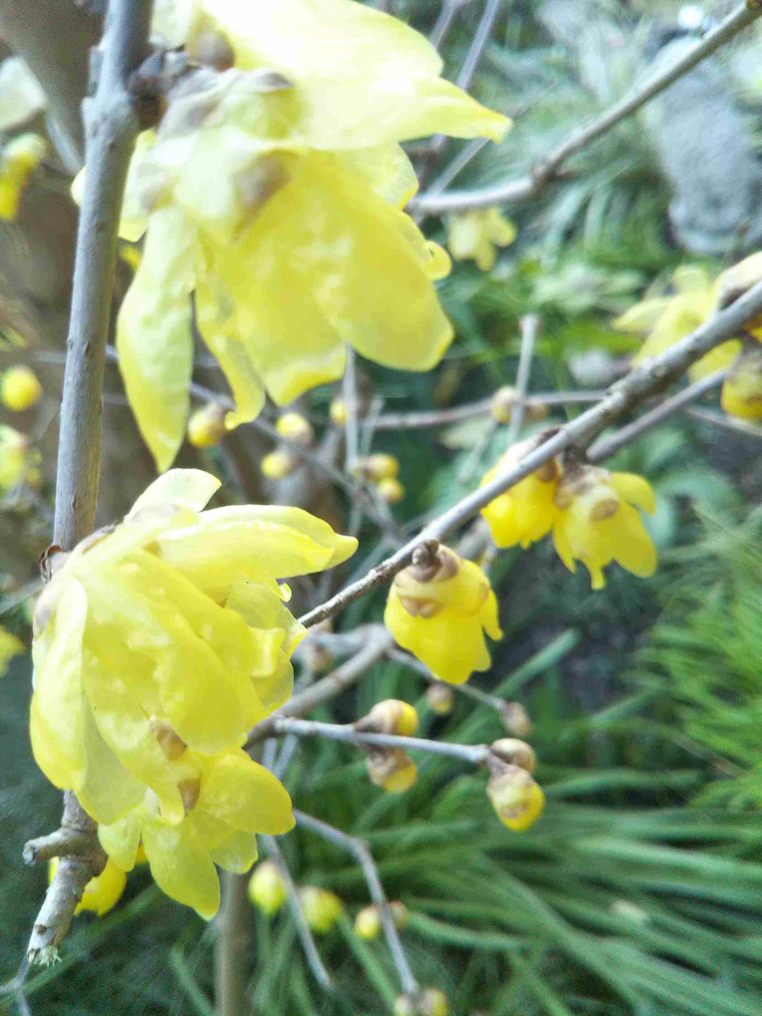 【ガーデニング】ガルちゃん園芸部【花・植物】part.20