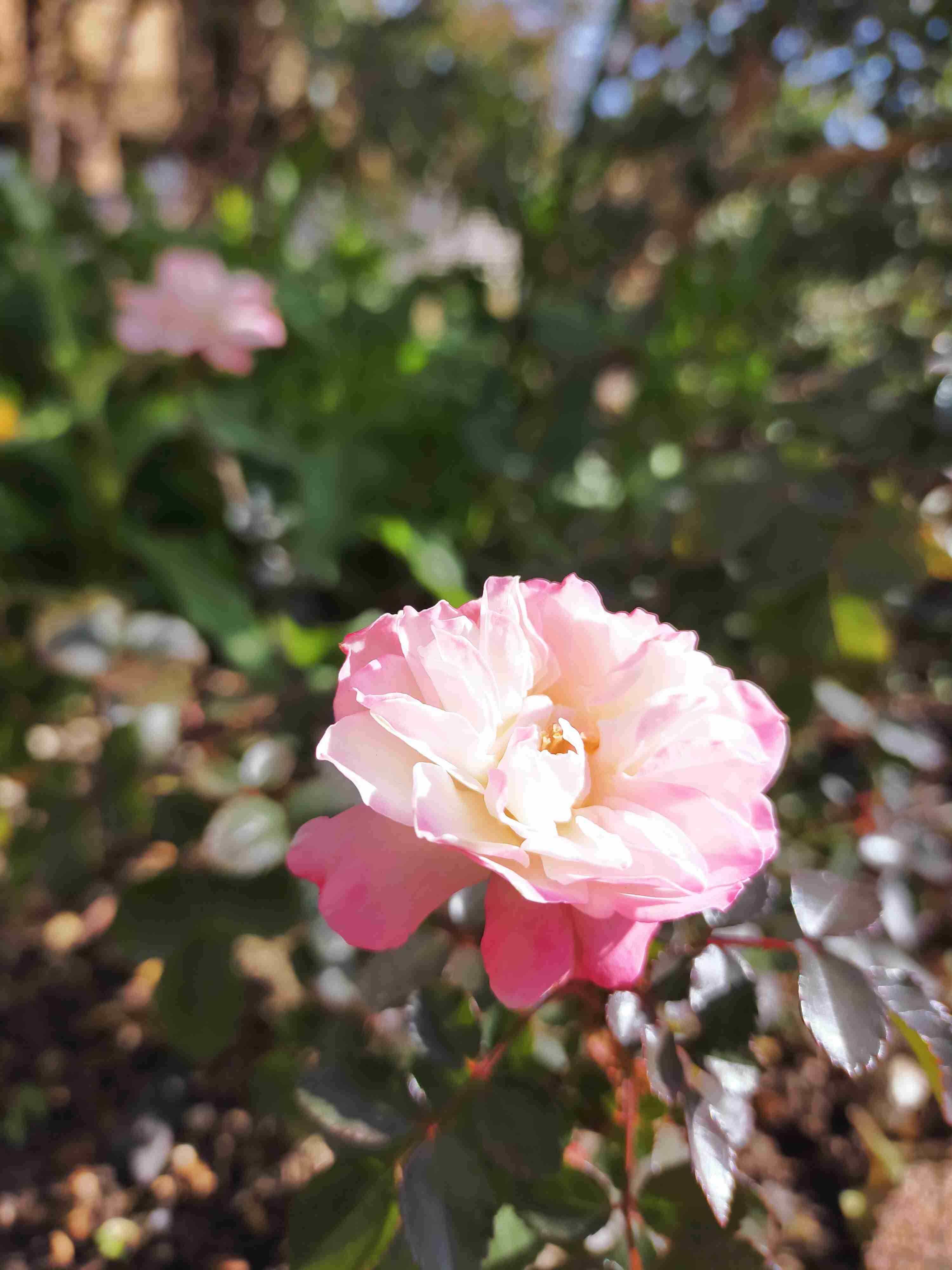 【ガーデニング】ガルちゃん園芸部【花・植物】part.20