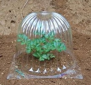 【ガーデニング】ガルちゃん園芸部【花・植物】part.20