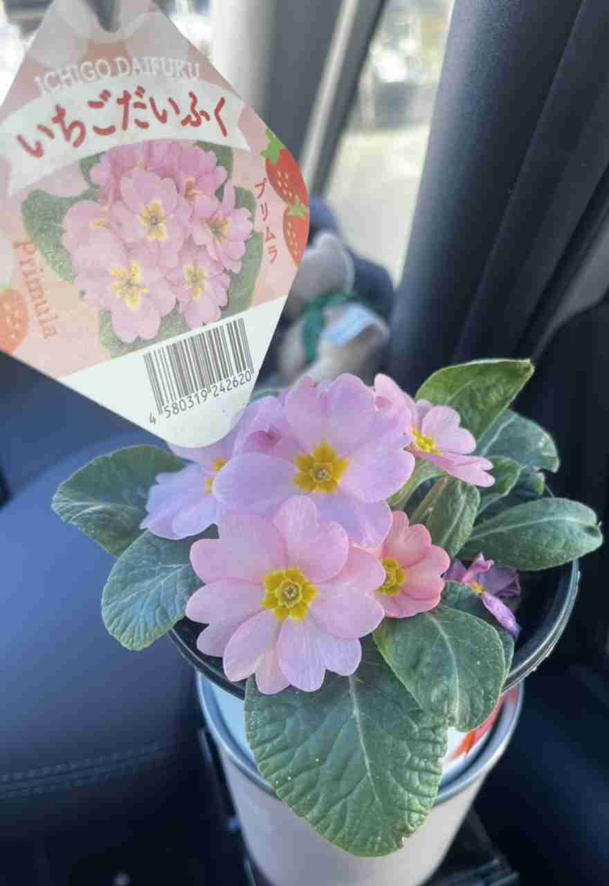 【ガーデニング】ガルちゃん園芸部【花・植物】part.20