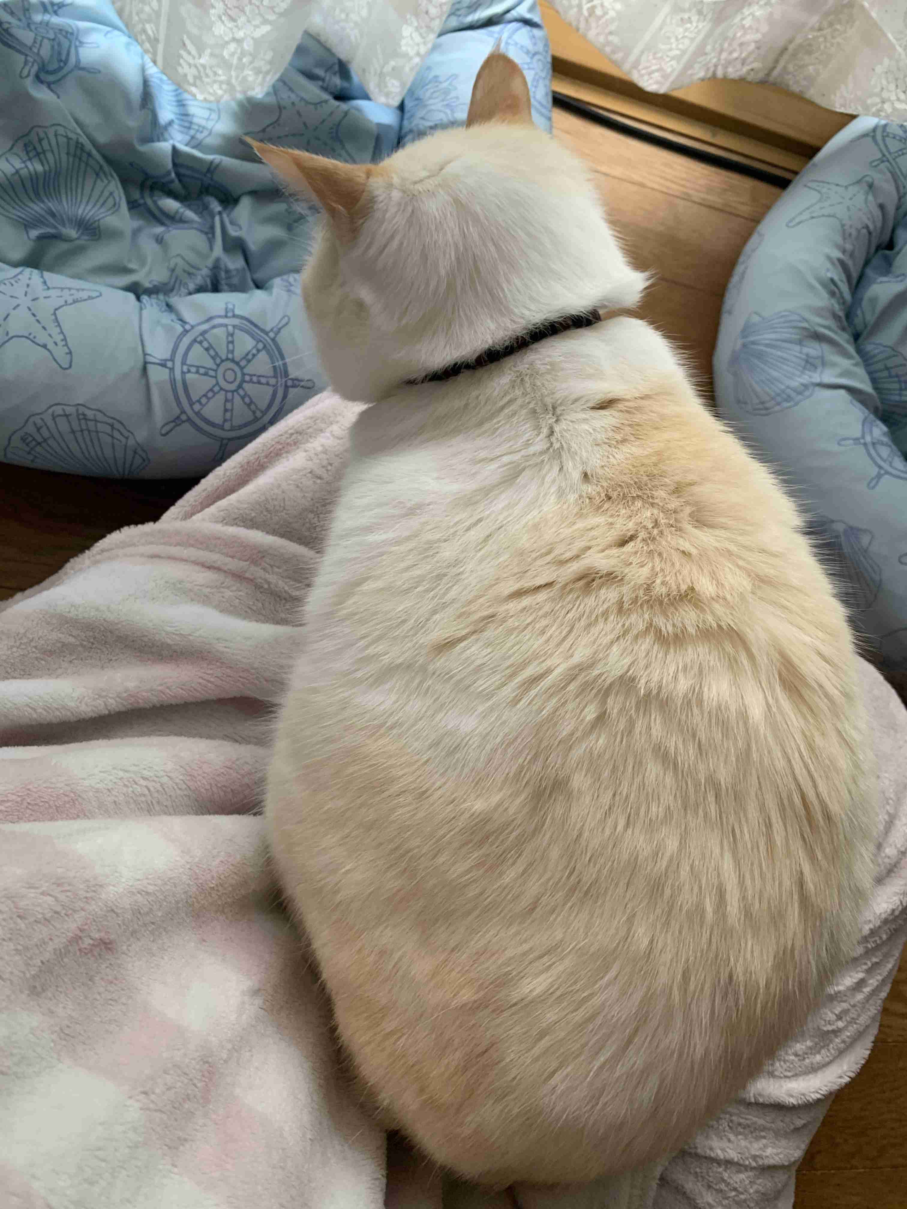 一日中誰かが来て雑談するトピPart9