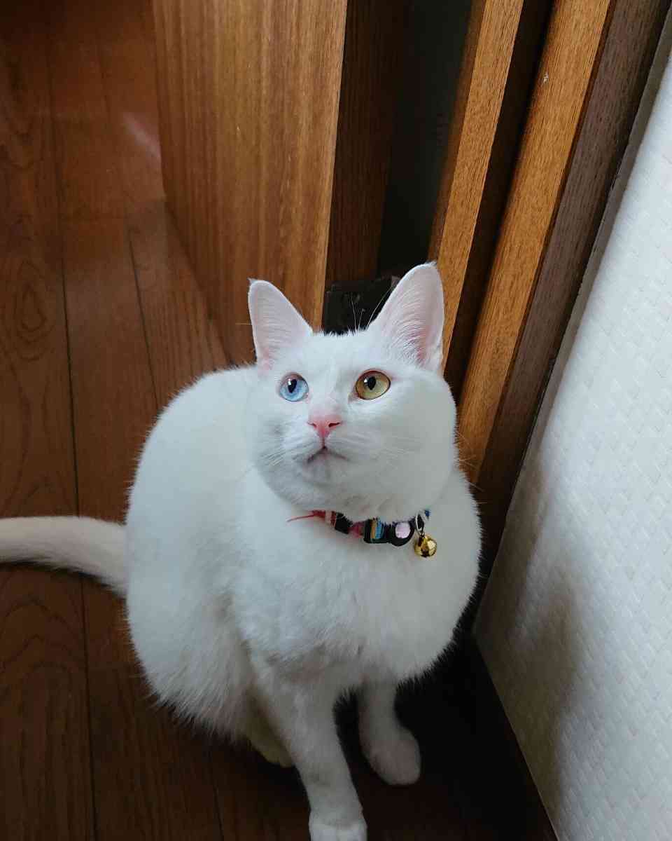 白い動物を貼っていくトピ