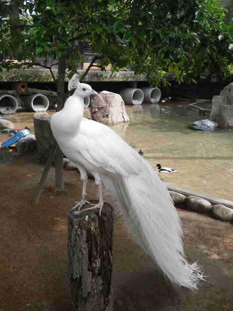 白い動物を貼っていくトピ