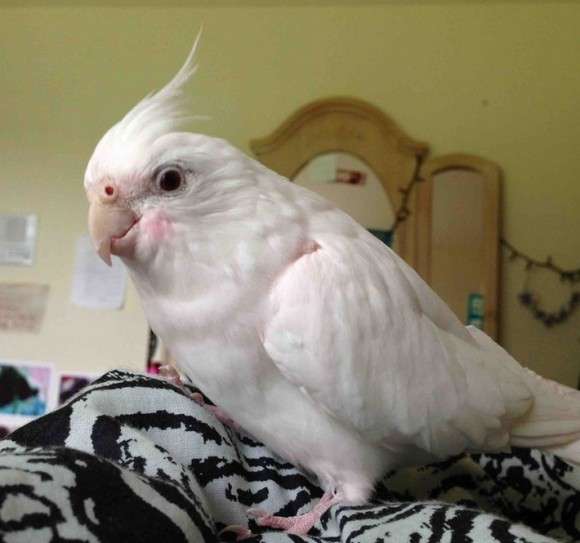 白い動物を貼っていくトピ
