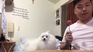 白い動物を貼っていくトピ