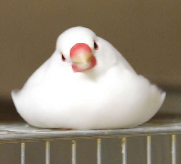 白い動物を貼っていくトピ