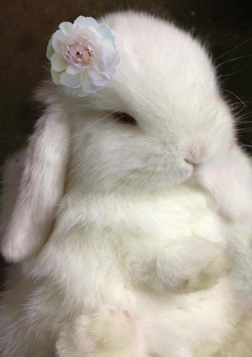 白い動物を貼っていくトピ