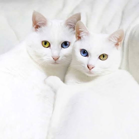 白い動物を貼っていくトピ