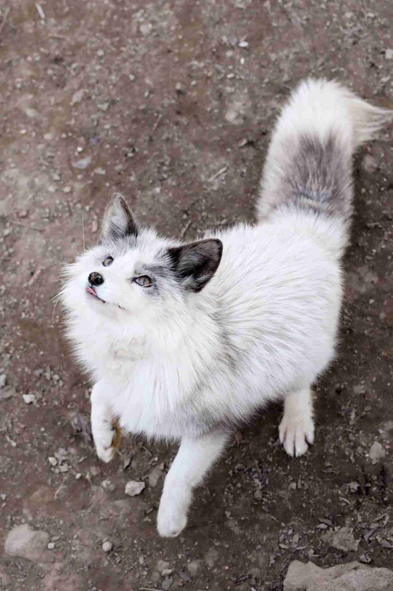 白い動物を貼っていくトピ