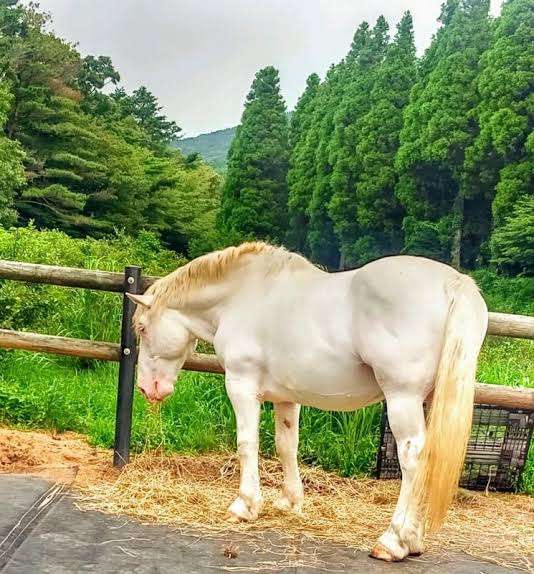 白い動物を貼っていくトピ