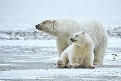 白い動物を貼っていくトピ