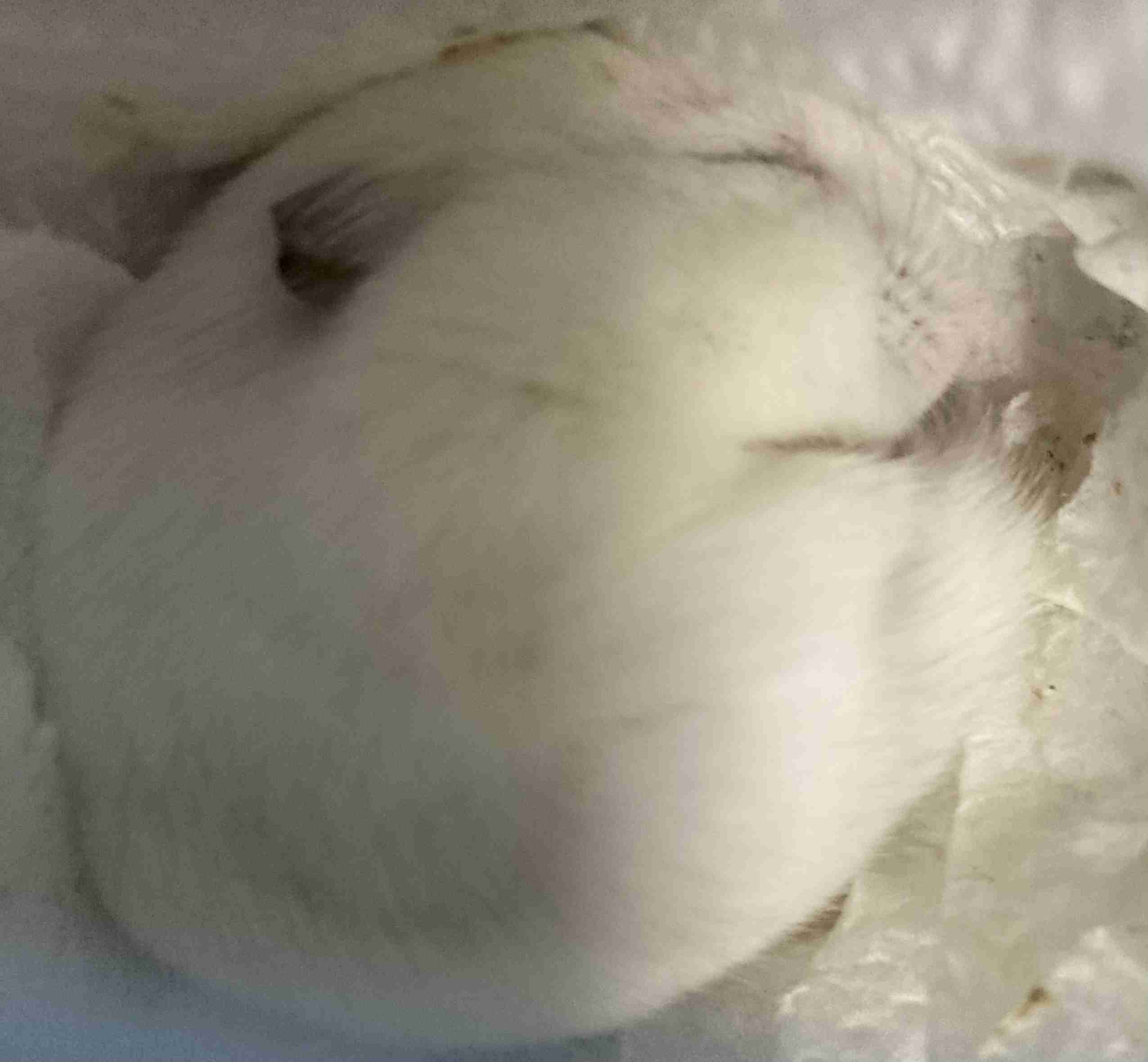 白い動物を貼っていくトピ