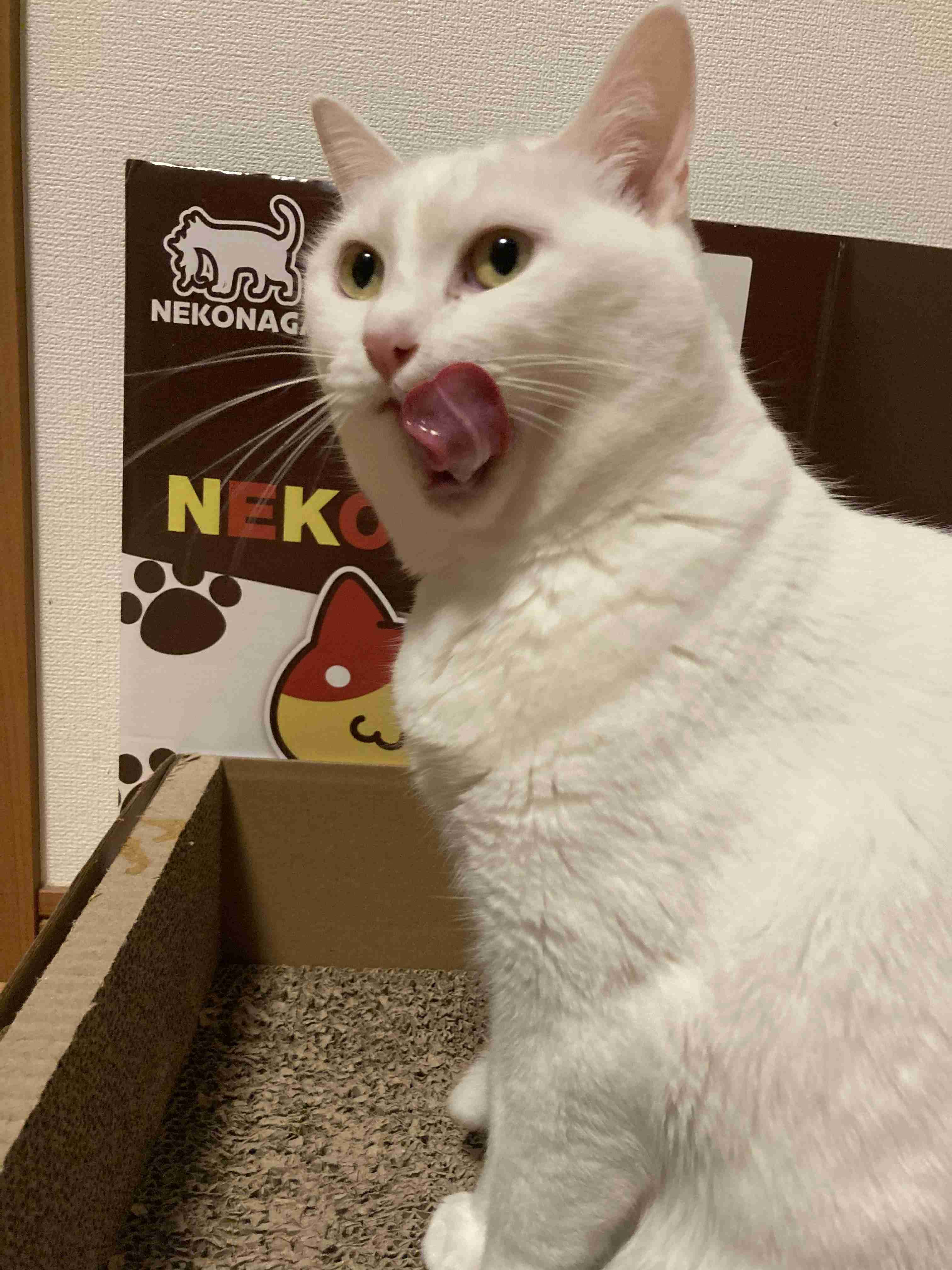 白い動物を貼っていくトピ