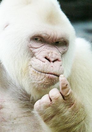 白い動物を貼っていくトピ