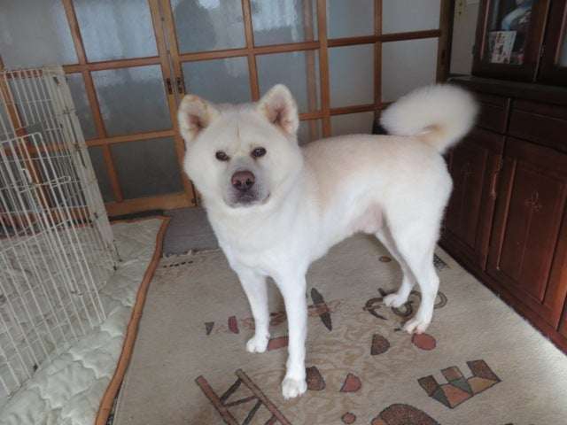 白い動物を貼っていくトピ