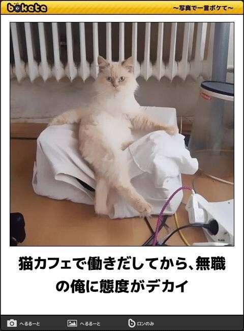 白い動物を貼っていくトピ