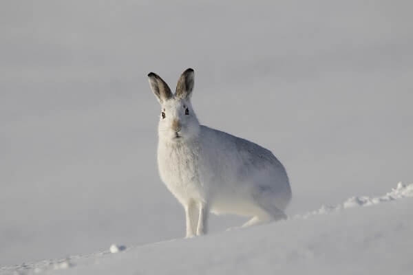 白い動物を貼っていくトピ
