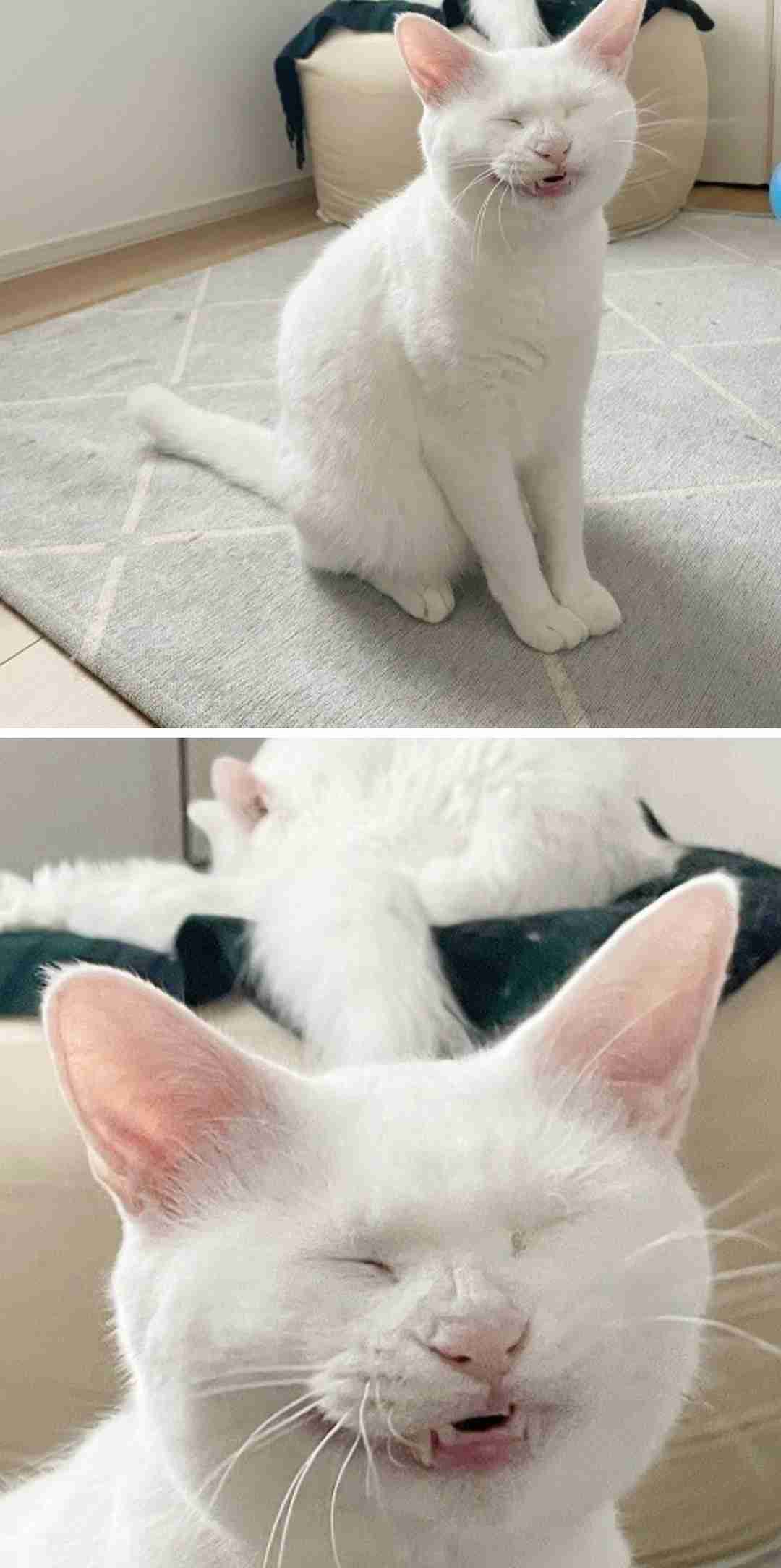 白い動物を貼っていくトピ