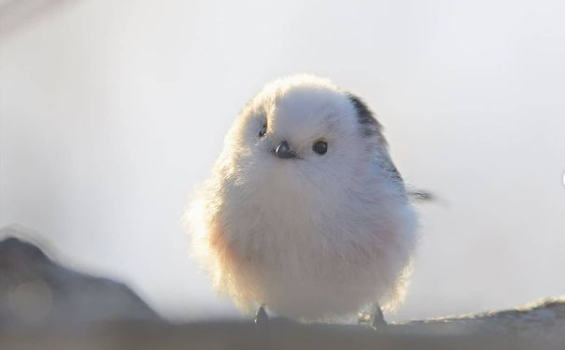 白い動物を貼っていくトピ