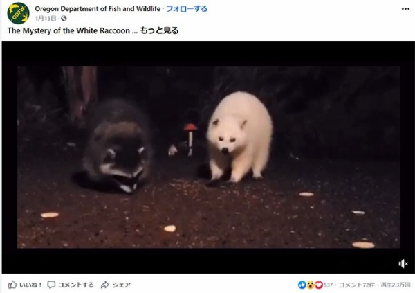 白い動物を貼っていくトピ