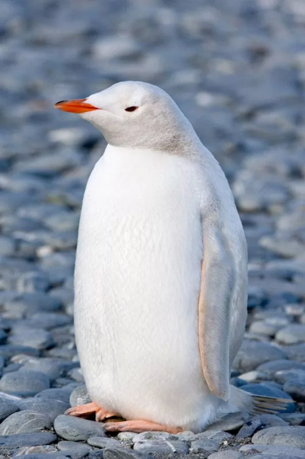 白い動物を貼っていくトピ