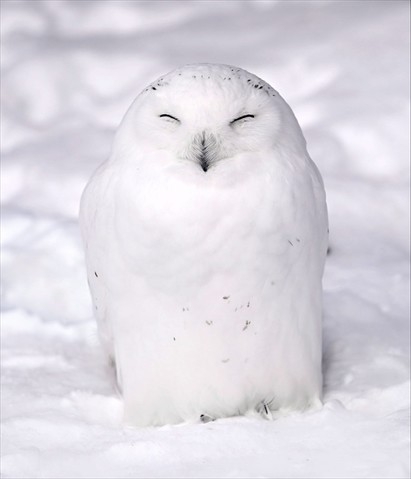 白い動物を貼っていくトピ