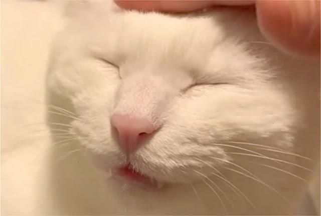 白い動物を貼っていくトピ