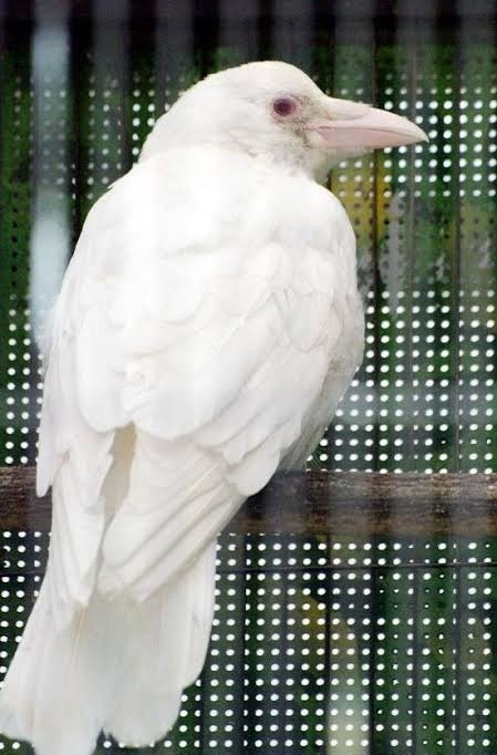 白い動物を貼っていくトピ