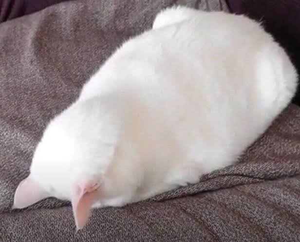 白い動物を貼っていくトピ