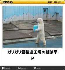 白い動物を貼っていくトピ