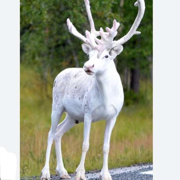 白い動物を貼っていくトピ