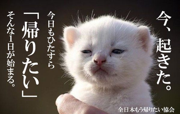 白い動物を貼っていくトピ
