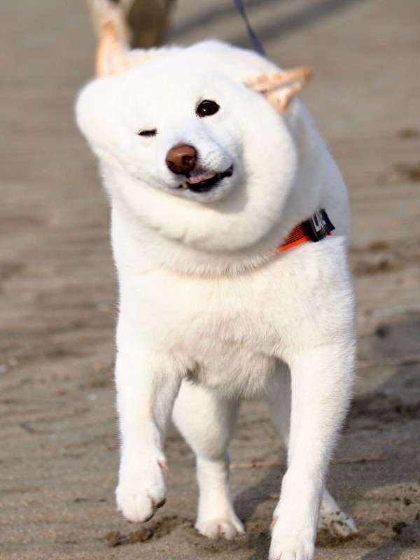 白い動物を貼っていくトピ