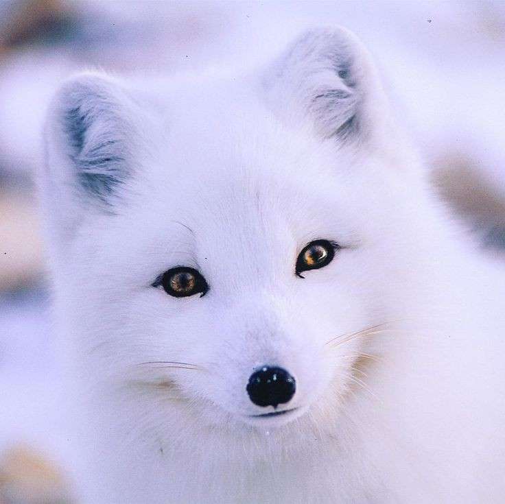 白い動物を貼っていくトピ
