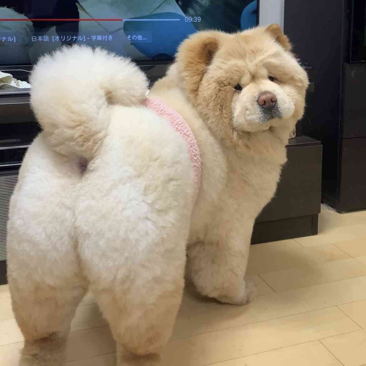 白い動物を貼っていくトピ