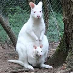 白い動物を貼っていくトピ