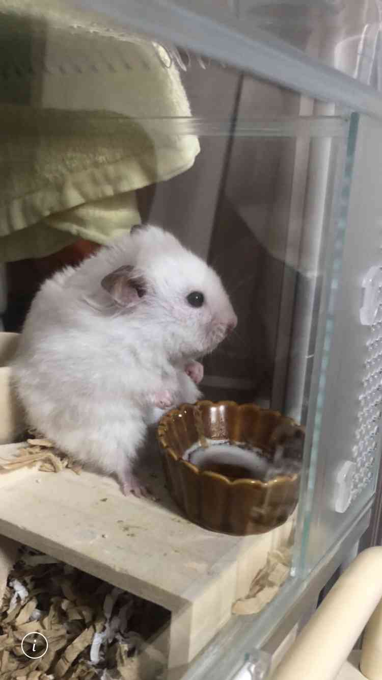 白い動物を貼っていくトピ